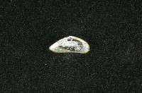 河殼菜蛤(沼蛤)藏品圖，第3張